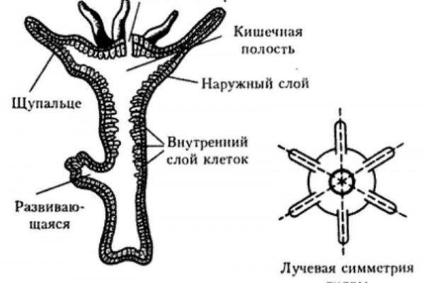 Кракен 16 вход